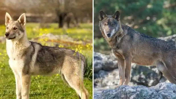 Un hombre vivió tres años con una loba ibérica pensando que era una perrita de raza