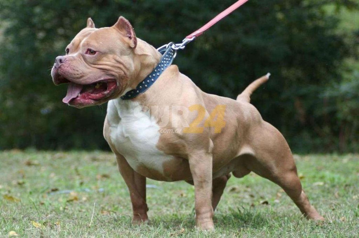 Una mujer murió tras ser atacada por seis pitbulls en una granja