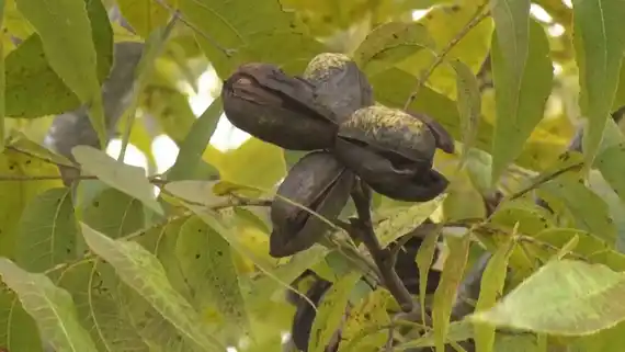 El encuentro pecanero más importante de Sudamérica, otra vez en Entre Ríos