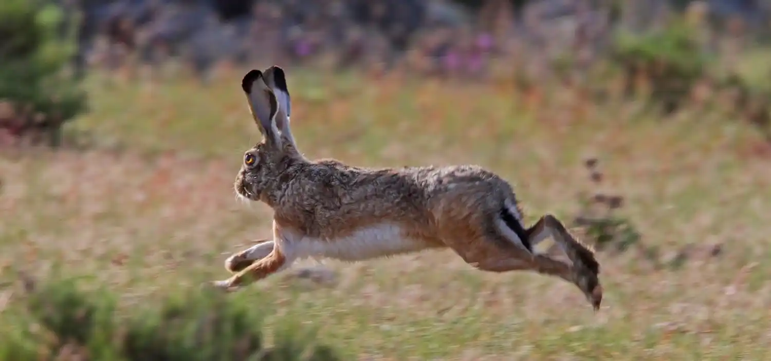 Multas de hasta $1,2 millones por la caza ilegal en la provincia de Buenos Aires
