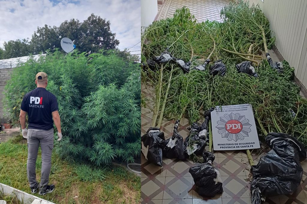 Hallaron 16 plantas de cannabis y marihuana en allanamientos en la región