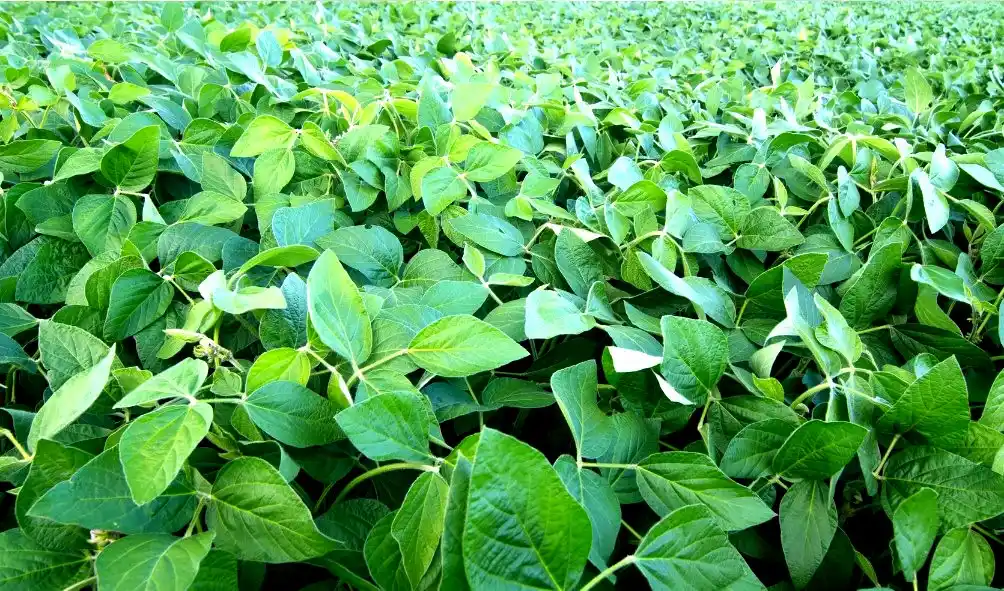 La soja entrerriana sigue en deterioro