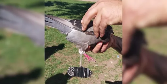 Palomita mensajera: encontraron al animal con drogas en la cárcel de Coronda