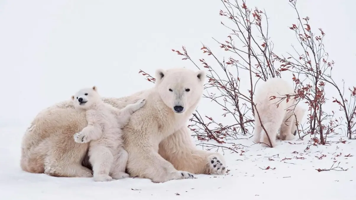 EN ACUARIO DE BRASIL nació el primer oso polar de América Latina
