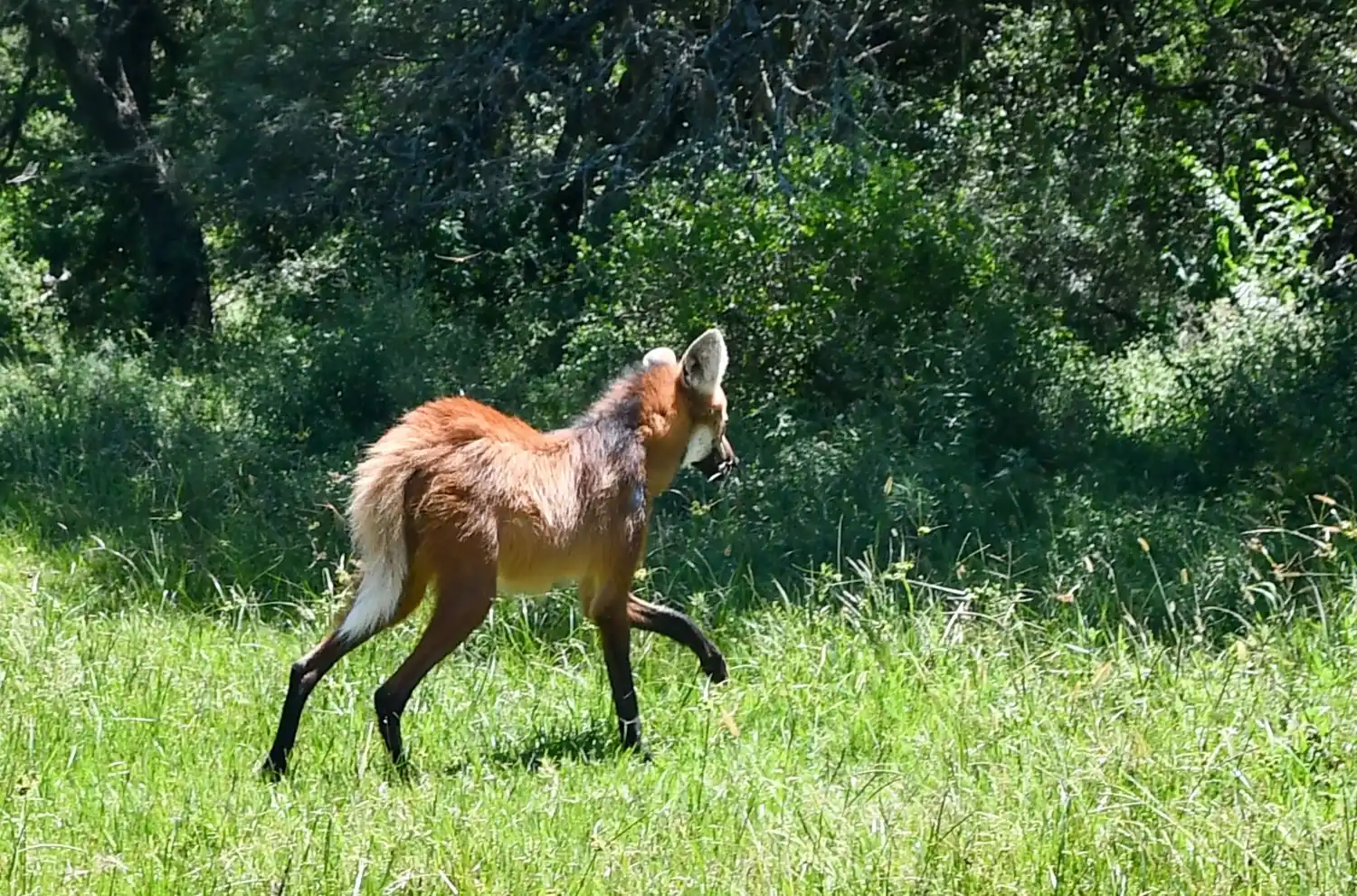 Liberaron a un aguará guazú rehabilitado que había sido encontrado en malas condiciones