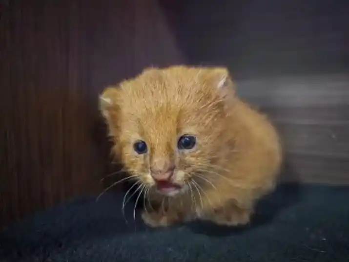 Un enigmático felino americano fue hallado en Entre Ríos y resguardado por la Policía