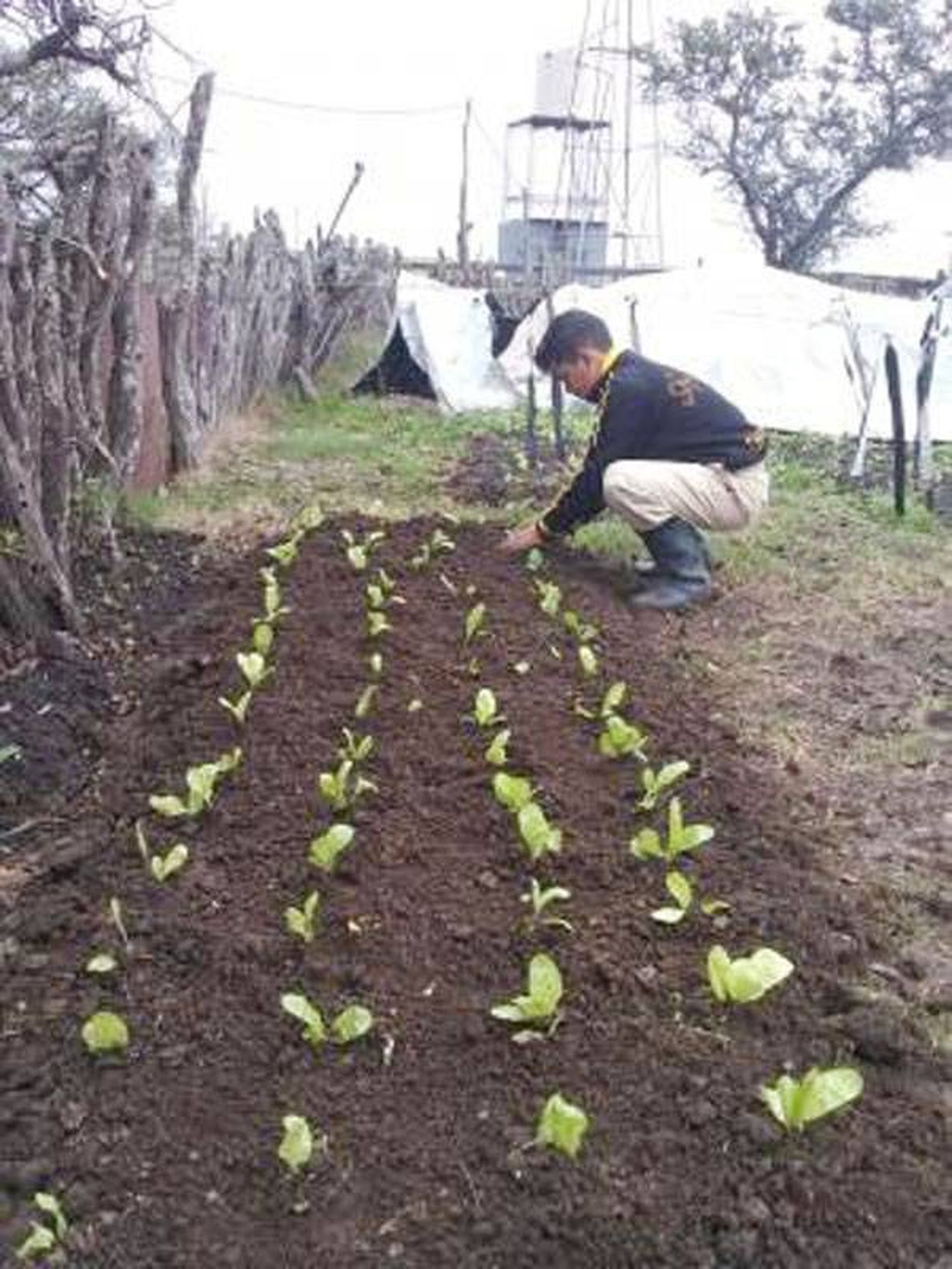 La huerta escolar se  mudó a casa