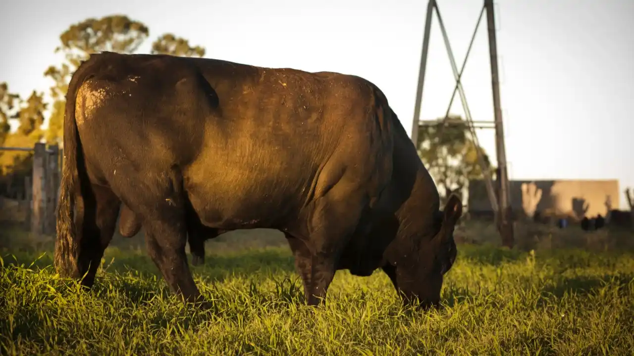 Toros: crece la cotización de cara al próximo ciclo ganadero