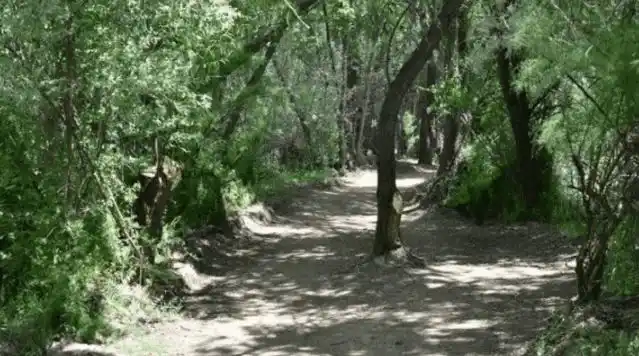 Caminaba por un parque, se topó con una extraña criatura y quedó paralizada