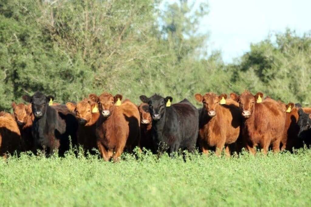 "La prohibición de faena era obviamente una restricción para el productor “una suerte de medida al estilo Moreno pero interna” que al bajar el precio de la hacienda potencialmente beneficiaba a los frigoríficos".