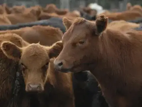 La faena bovina se redujo a su nivel más bajo en una década