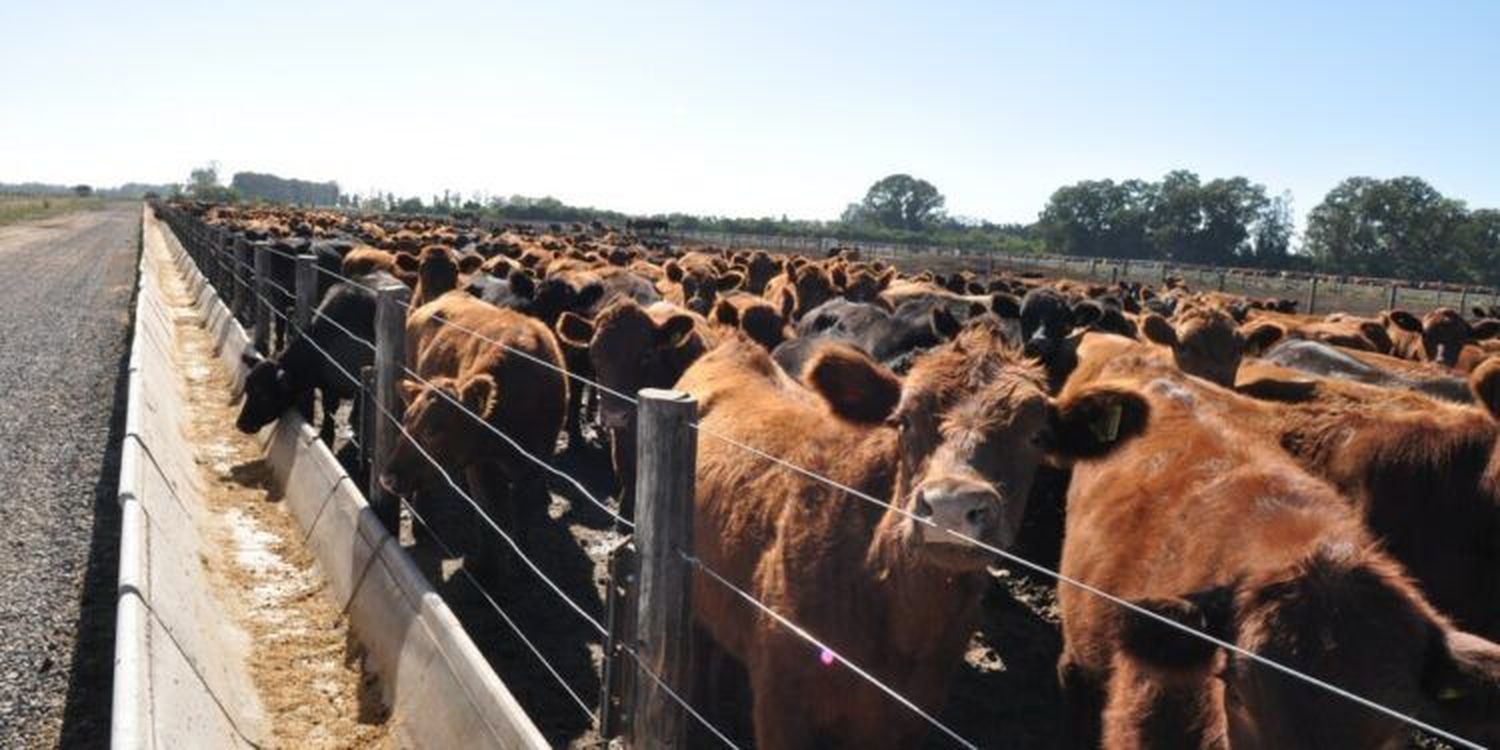 A los corrales de engorde ingresó el equivalente al 50% de la faena para el consumo interno