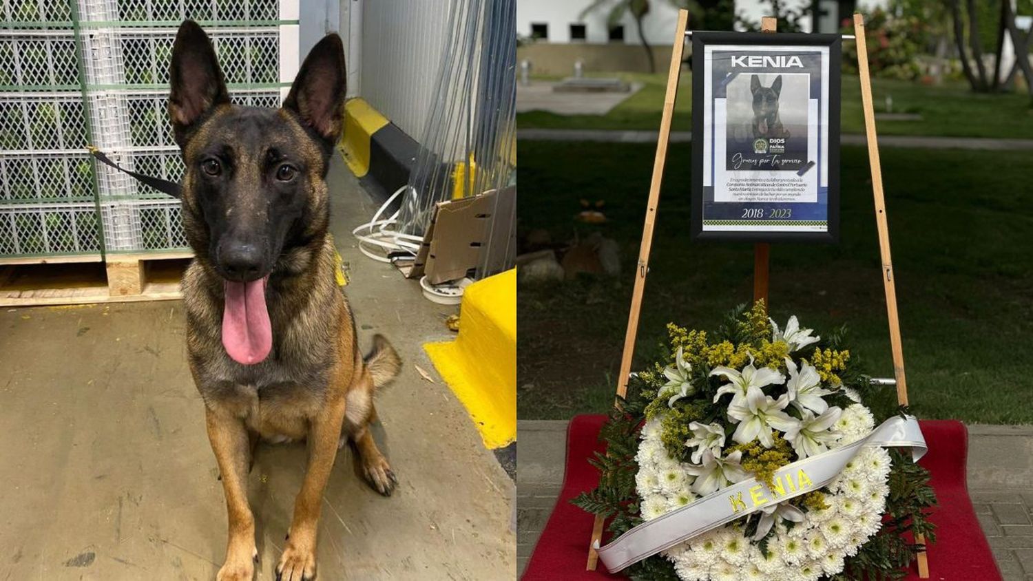 Asesinan a Kenia, perrita antinarcóticos pariente de Wilson