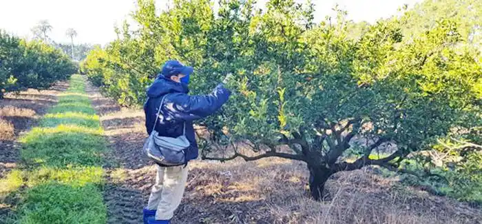 Continúan las acciones  contra el HLB