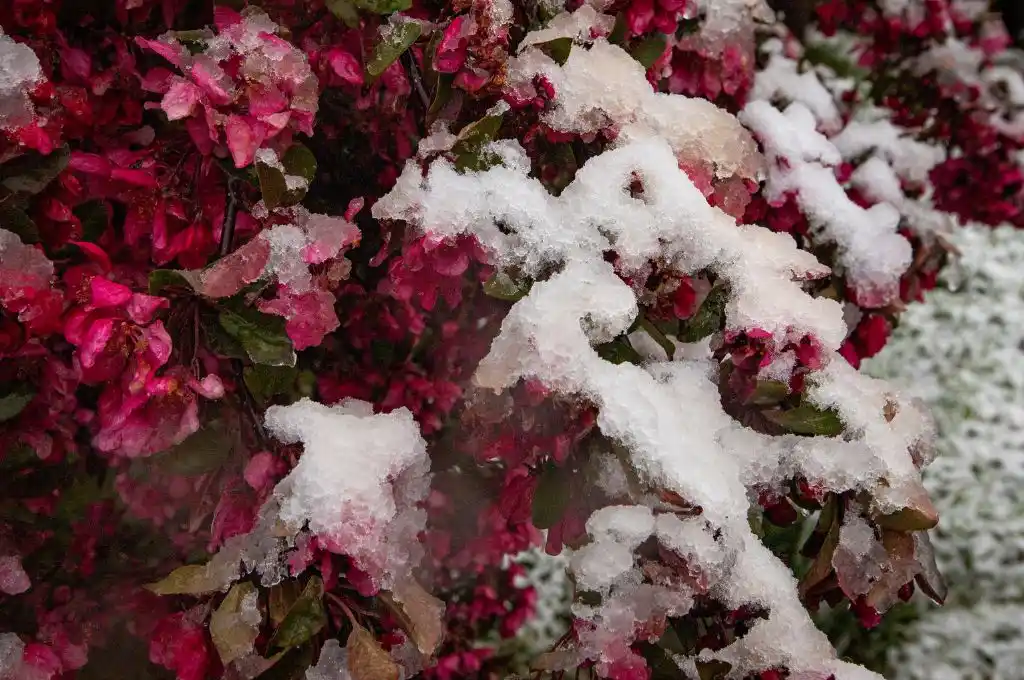 Una inusual nevada sorprende este sábado a Bariloche: las increíbles postales