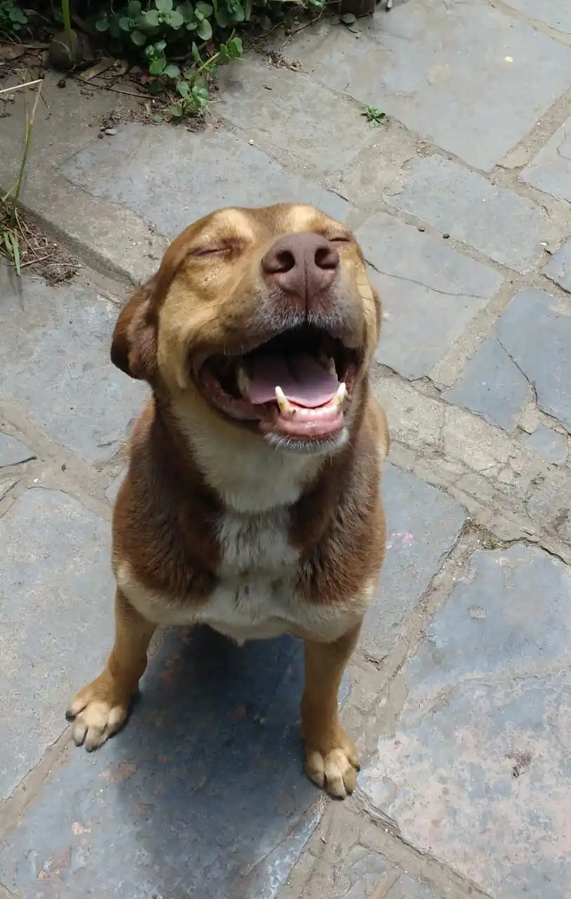 Buscan quien pueda cuidar a "Colo" esta noche
