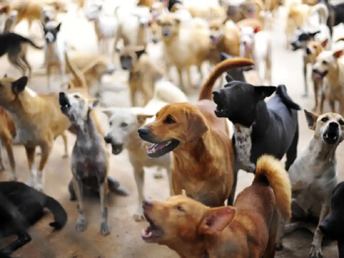 Sindrome de Noé: ¿Qué hace que una persona acumule animales? 