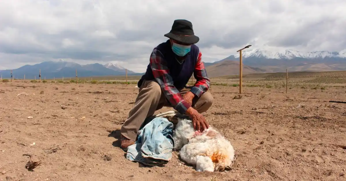 Se registraron ataques del “chupacabras” en Chile