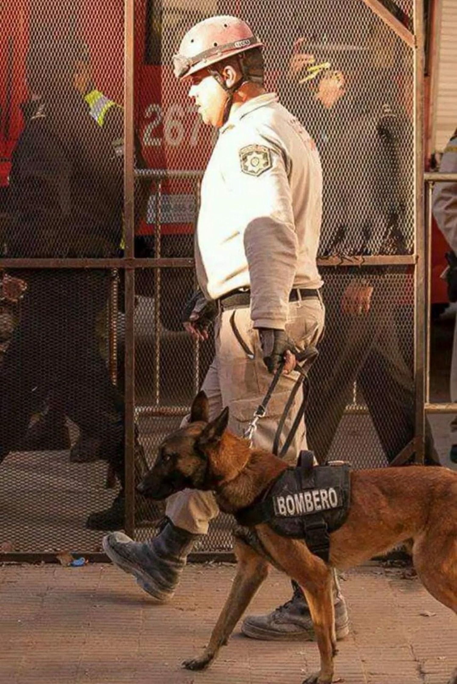 perro rescatista