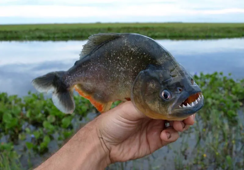 Una palometa mordió a una mujer en el río Paraná