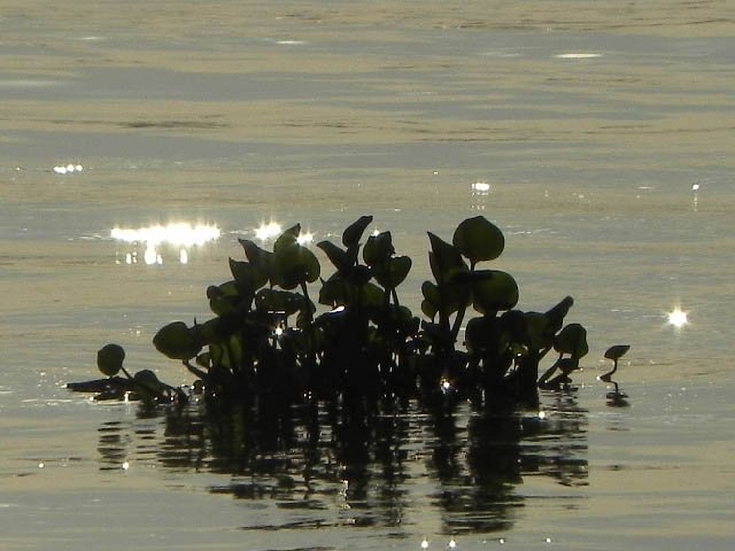 Nueva bajante del río Paraná