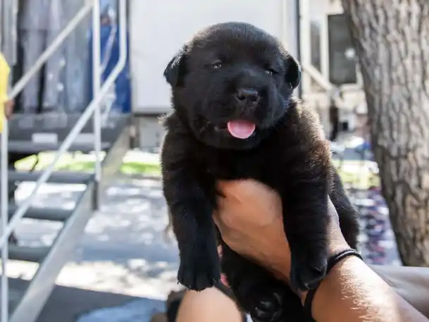 Presentaron las ofertas de inversión para realizar la segunda etapa de obras en el nuevo Hospital Animal