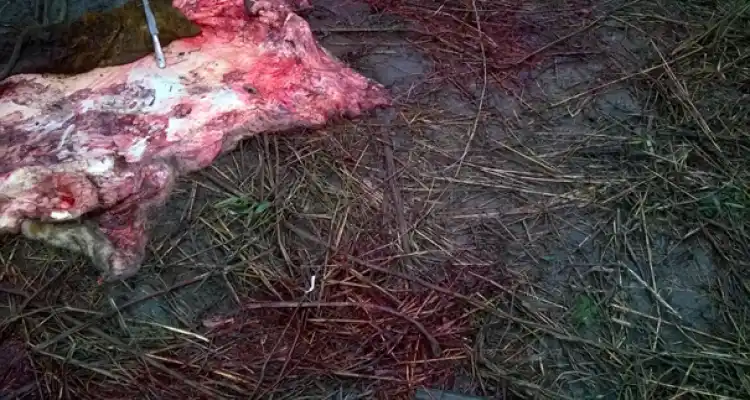 Faenaron dos animales en inmediaciones de Maxiconsumo
