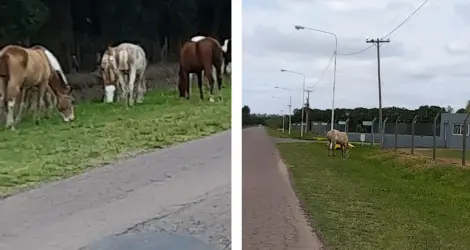 Precaución: caballos sueltos en Lucio Mansilla
