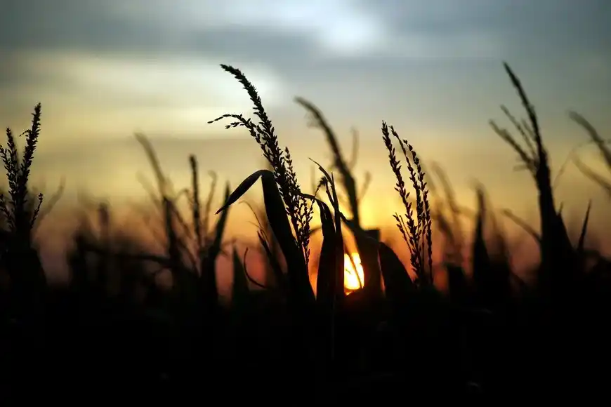 Campo Maiz