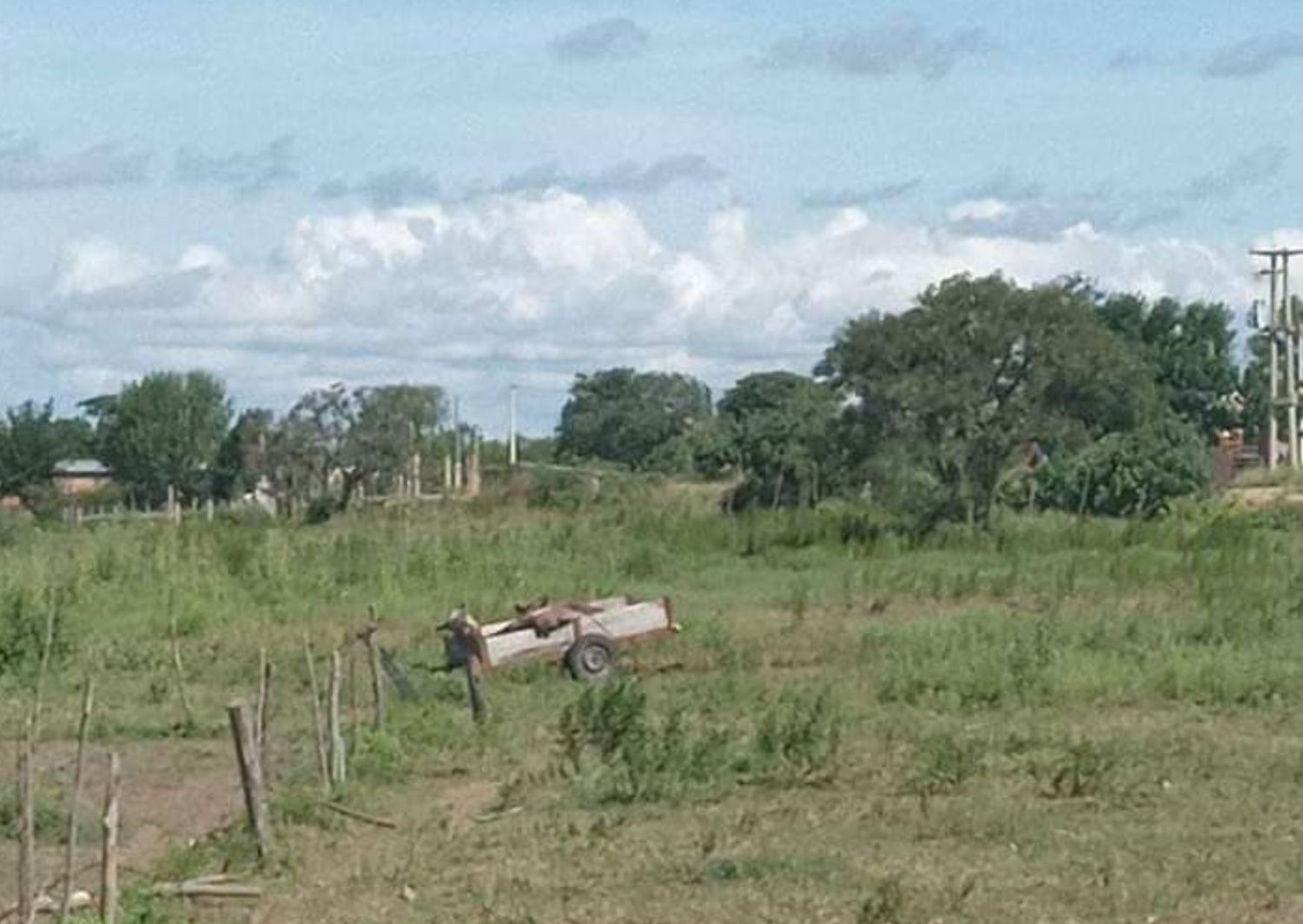 Sacaron al caballo muerto del Barrio Futuro
