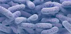 Exploran nuevas estrategias para combatir bacterias resistentes a los antibióticos