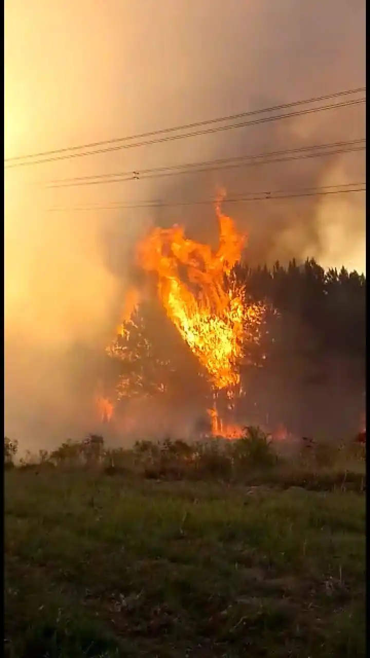 Nuevo incendio forestal en Concordia