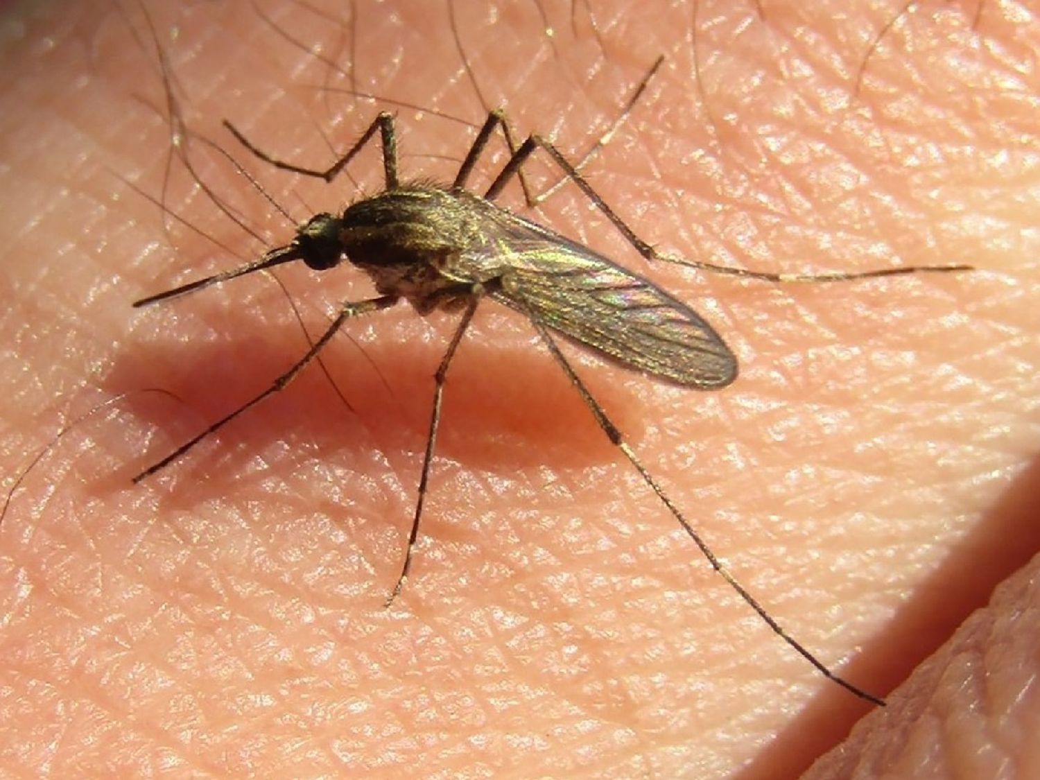 Explosión de mosquitos en Entre Ríos: ¿Es trasmisor de dengue?