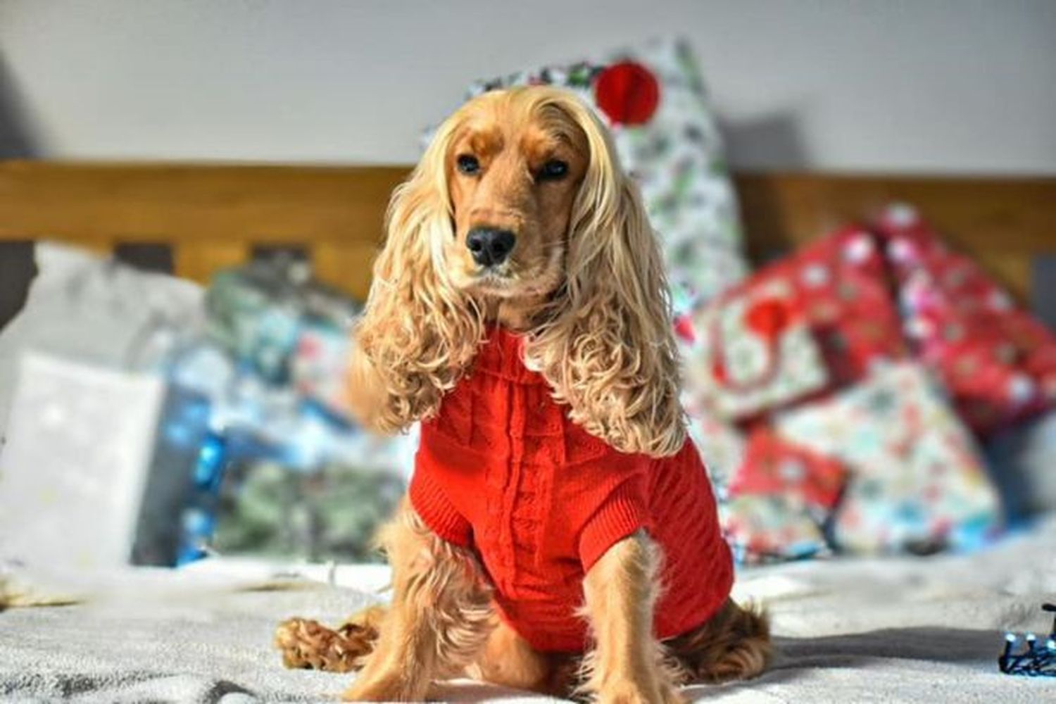 Cocker pelo largo