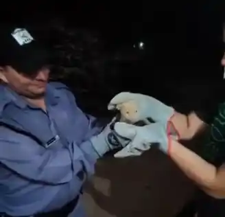 La Policía pone bajo resguardo a una cría de coatí albino en Formosa