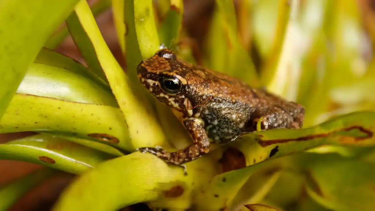 ¡AMENAZADA DE EXTINCIÓN! Buscan salvar a la rana de Mucuchíes