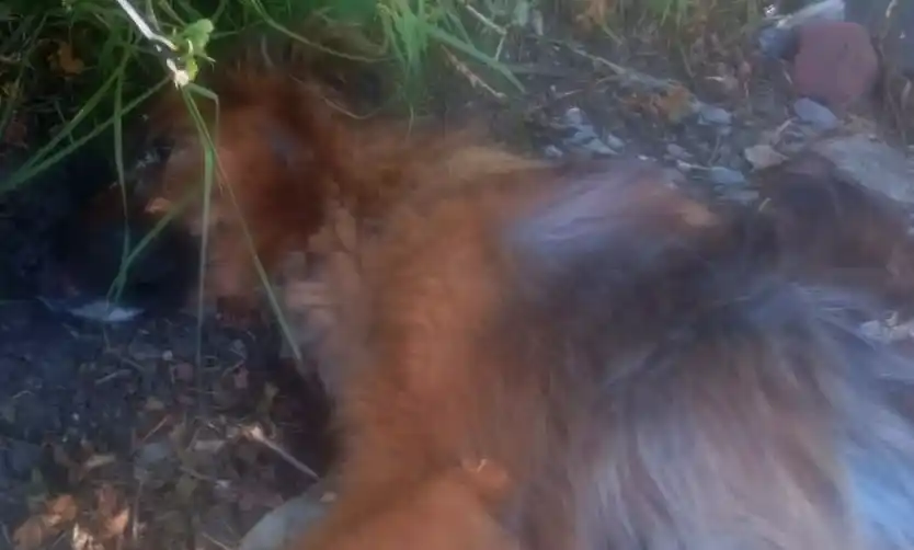 Piden ayuda urgente para atender a un perro gravemente herido en Villa Verde