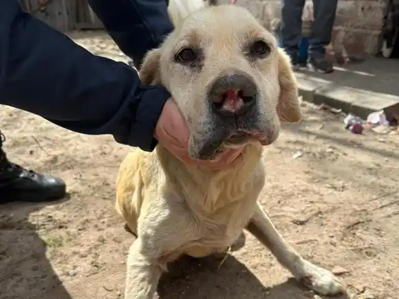 Rescatan a un perro en grave estado tras denuncia por maltrato animal