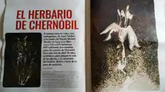 Memoria vegetal, de la zona de exclusión de Chernóbil a los pastizales que resisten en Tandil