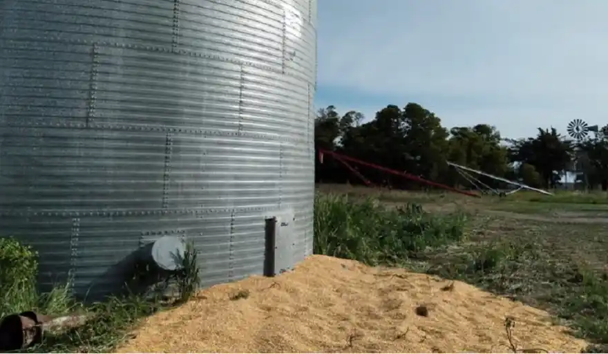 Millonario robo de maíz en un campo de Tres Arroyos