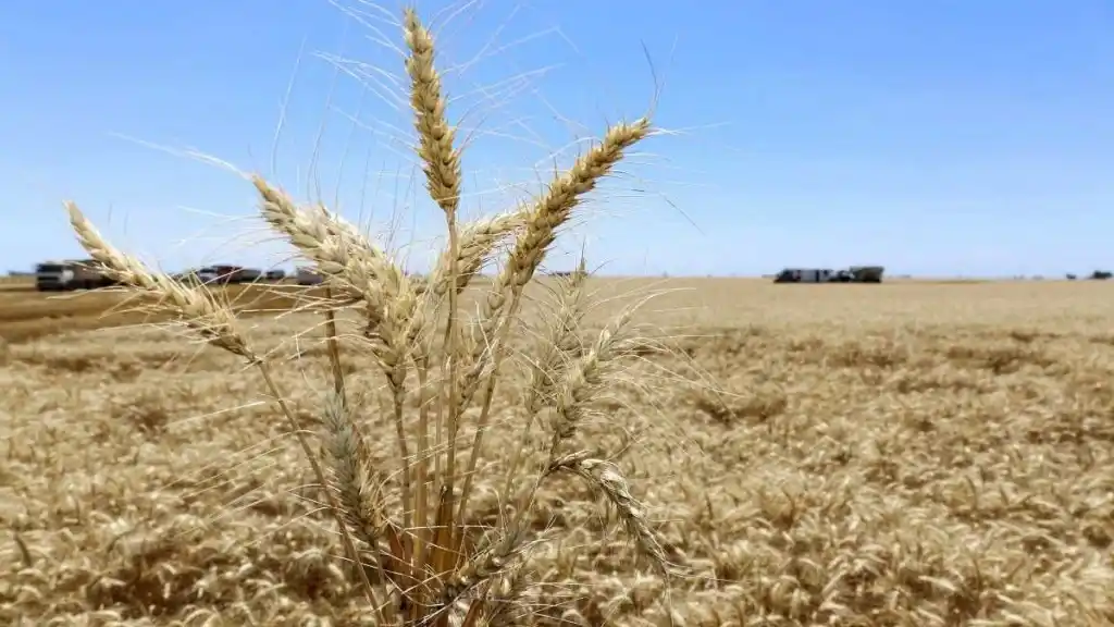 La Niña podría afectar la producción agrícola argentina entre fines de 2025 y principios de 2026.