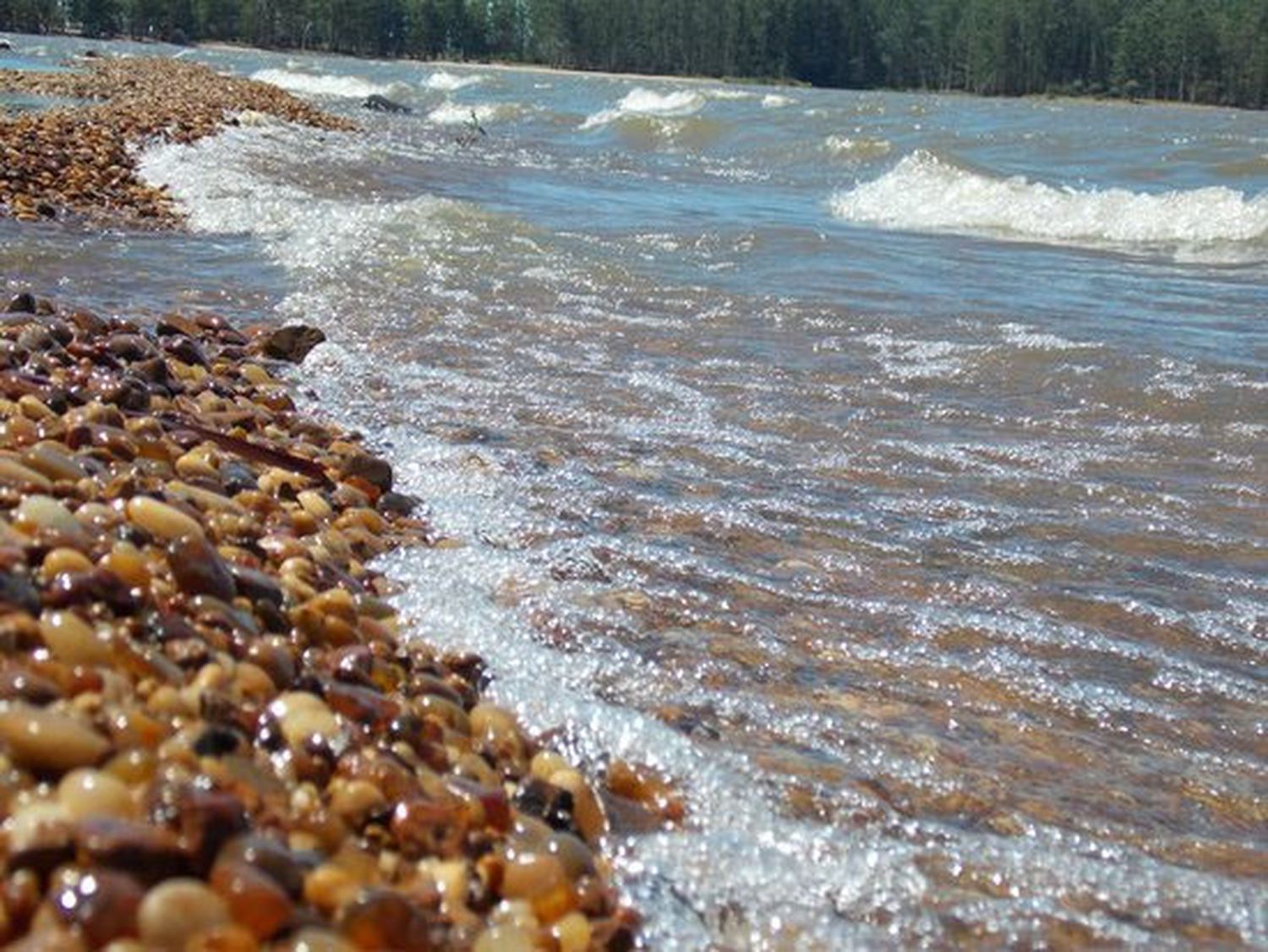 Aparecieron cardúmenes de palometas en el Lago de Salto Grande