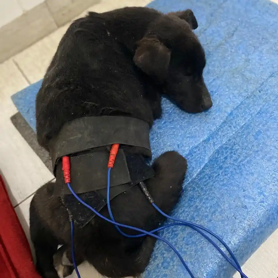 “Seamos Manada”: un trabajo silencioso que rescata animales y protege a la comunidad