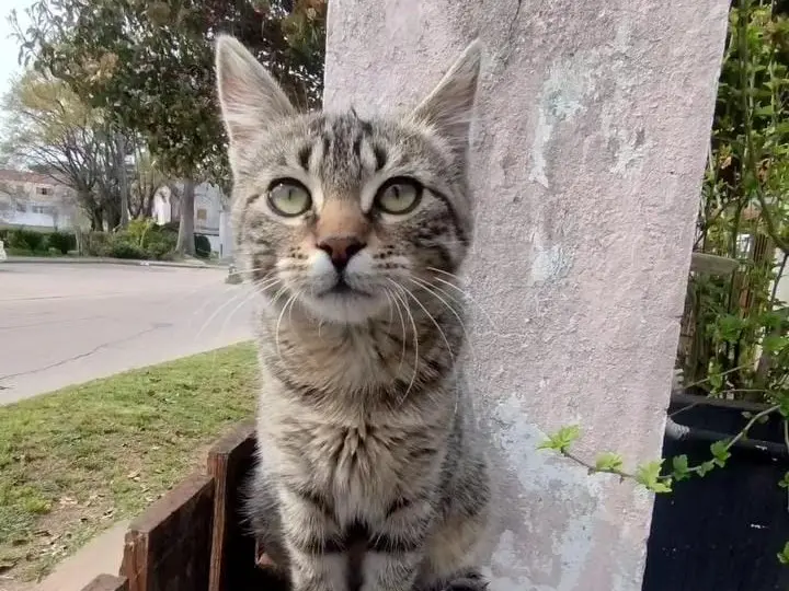 Dueños buscan a Kira, una gata extraviada