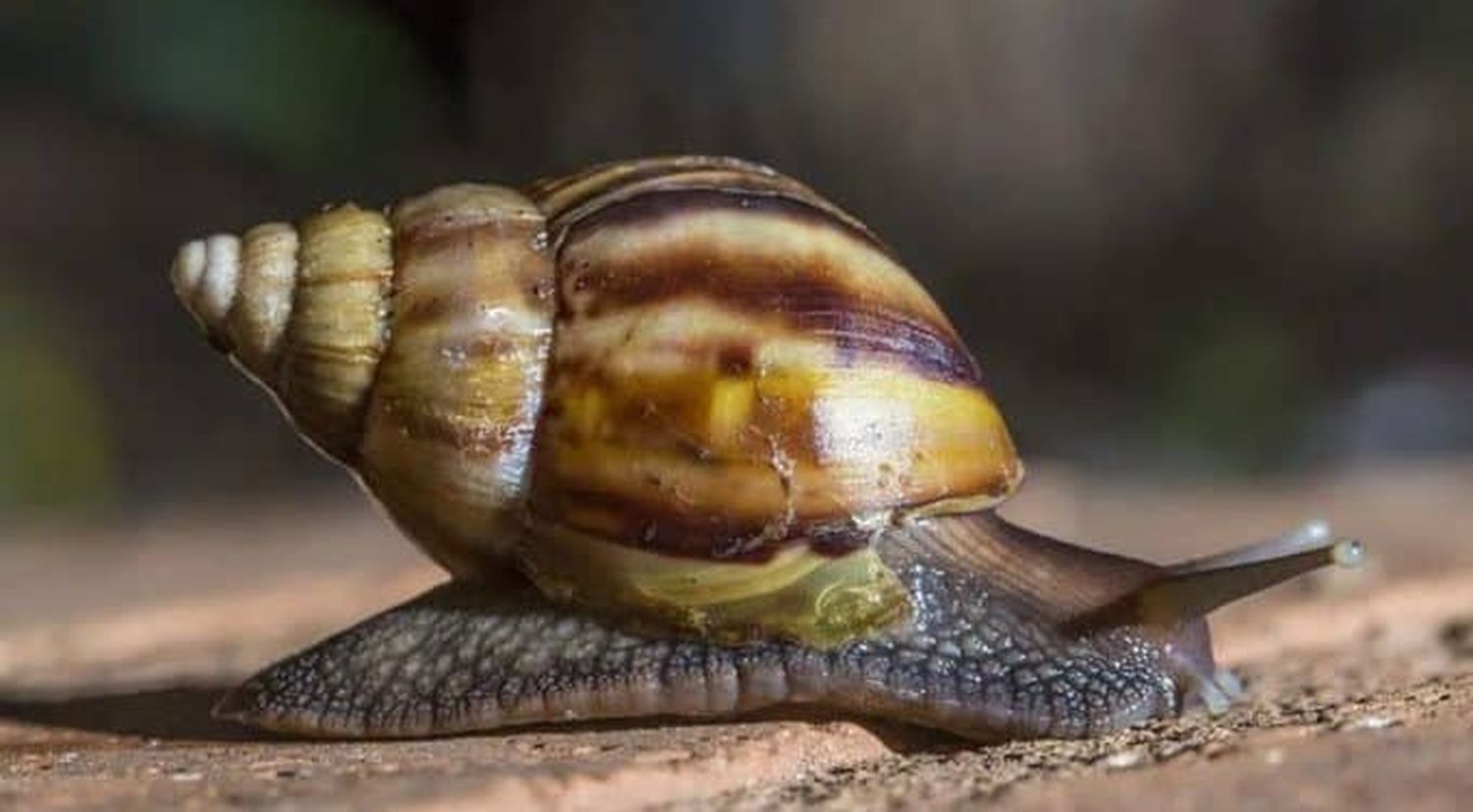 ¡NO JUEGUEN CON ESE ANIMAL! Expertos alertan sobre aparición de caracol africano en Venezuela   