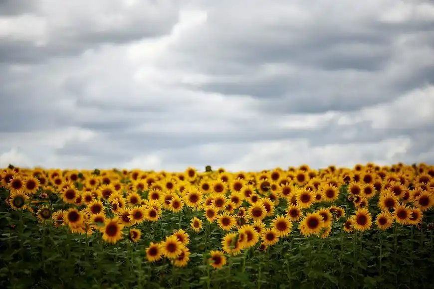Campo cadena agrícola