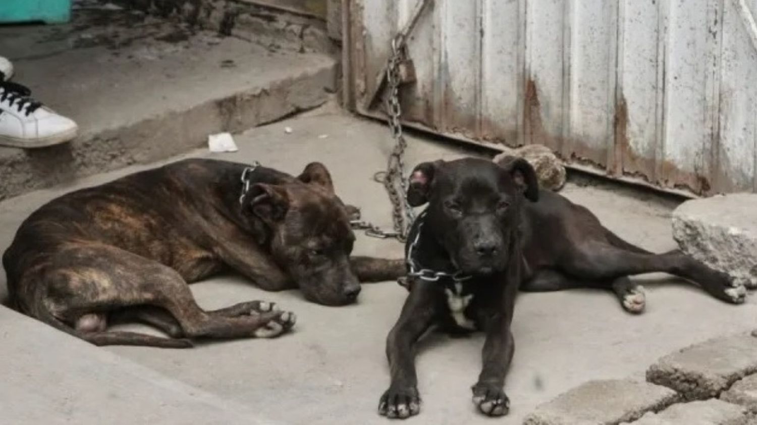 MEDIANTE CRÍMENES ESPELUNANTES, mexicano asesinaba mascotas para rituales religiosos