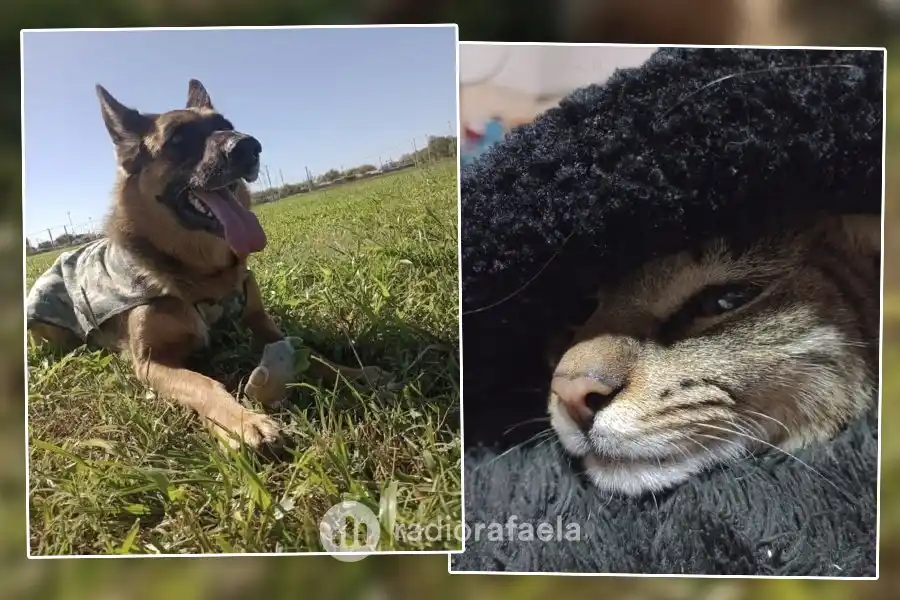 Este lunes, Argentina celebra el Día del Animal: ¿cuáles son los motivos?