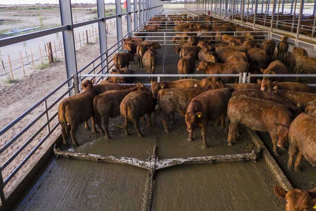 Los feedlots son fábricas de carne que abastecen, en un 50%, a frigoríficos exportadores.