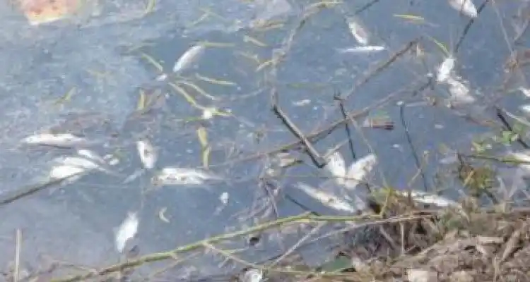 Preocupación por la mortandad masiva de peces